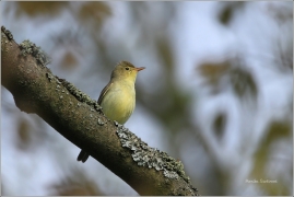 <p>SEDMIHLÁSEK HAJNÍ (Hippolais icterina) ---- /Icterine warbler - Gelbspötter/</p>